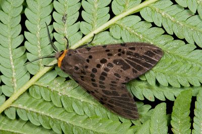 暗點橙燈蛾 Lemyra imparilis 雄蟲