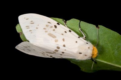 暗點橙燈蛾 Lemyra imparilis 雌蟲