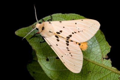 橙污燈蛾 Spilarctia postrubida 雄蟲