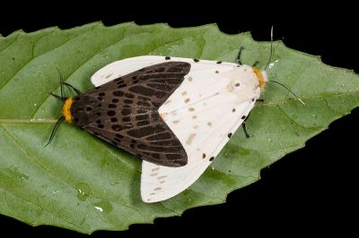 暗點橙燈蛾 Lemyra imparilis 交尾中個體