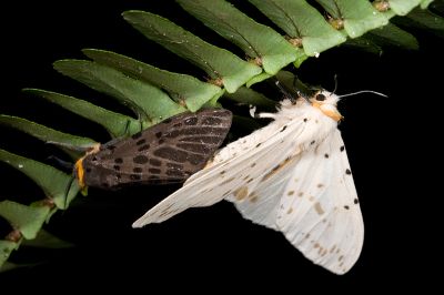 暗點橙燈蛾 Lemyra imparilis 交尾中個體