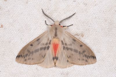 褐污橙燈蛾 Lemyra fallaciosa 雄蟲
