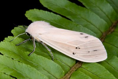 Creatonotos transiens vacillans 雌蟲
