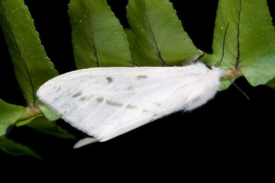 臺灣望橙燈蛾 Lemyra nigricosta 雌蟲