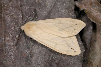 黃腹污燈蛾 Spilarctia subtestacea 雌蟲