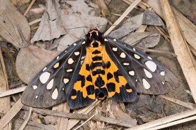 大麗燈蛾 Aglaomorpha histrio formosana 雌蟲