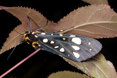 大麗燈蛾 Aglaomorpha histrio formosana 雄蟲