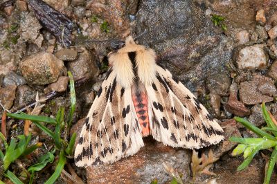 碎斑黃新污燈蛾 Eospilarctia neurographa 雄蟲