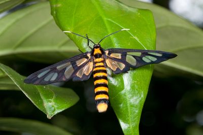 明窗鹿蛾 Amata hirayamae 雌蟲