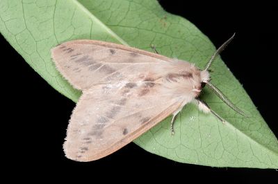 褐污橙燈蛾 Lemyra fallaciosa 雄蟲