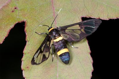 伊貝鹿蛾 Syntomoides imaon 雌蟲