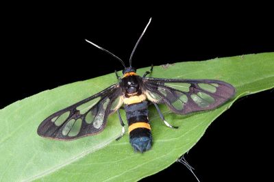 伊貝鹿蛾 Syntomoides imaon 雄蟲