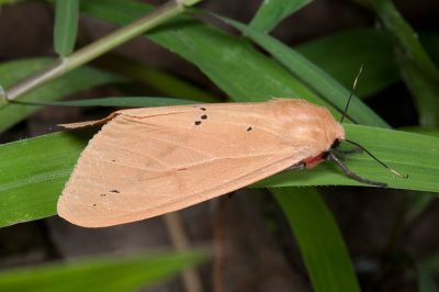 褐赭污燈蛾 Spilarctia wilemani 雌蟲