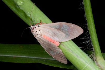 閃光玫燈蛾 Amerila astrea 雌蟲