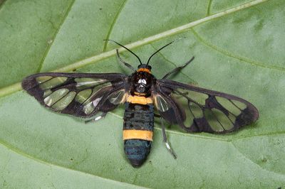 伊貝鹿蛾 Syntomoides imaon 雌蟲