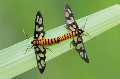 明窗鹿蛾 Amata hirayamae 交尾中個體