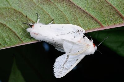 姬白橙燈蛾 Lemyra rhodophilodes 交尾中個體