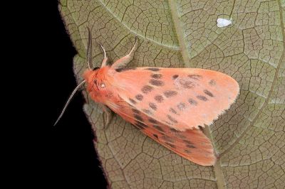 三條橙燈蛾 Lemyra alikangensis 雄蟲