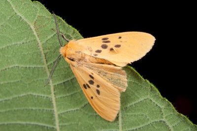 寥點橙燈蛾 Lemyra moltrechti 雄蟲