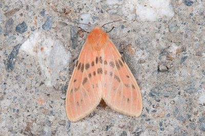 三條橙燈蛾 Lemyra alikangensis 雌蟲