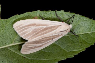 褐污燈蛾 Spilarctia contaminata 雌蟲