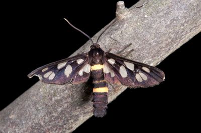 雙黃環鹿蛾 Amata fortunei matsumurai 雄蟲
