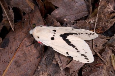 菊池污燈蛾 Spilarctia alba kikuchii 雄蟲