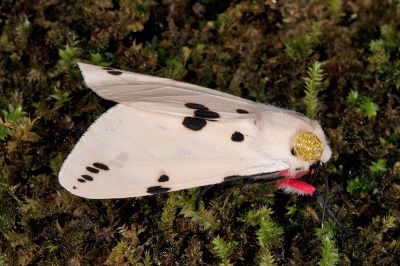 菊池污燈蛾 Spilarctia alba kikuchii 雄蟲