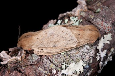 煙污燈蛾 Spilosoma fumida 交尾中個體