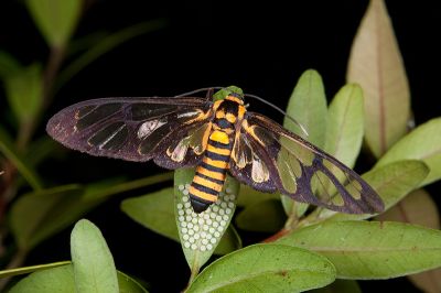 廣鹿蛾 Amata perixanthia 雌蟲