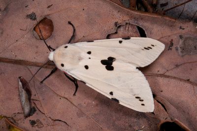 菊池污燈蛾 Spilarctia alba kikuchii 雄蟲