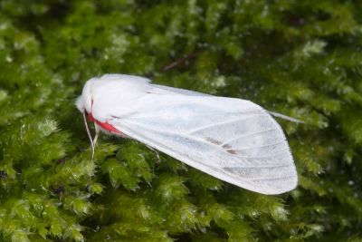 後暈黑銀燈蛾 Argyarctia fuscobasalis 雄蟲