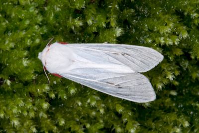 後暈黑銀燈蛾 Argyarctia fuscobasalis 雄蟲