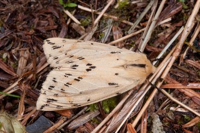 碎斑黃新污燈蛾 Eospilarctia neurographa 雌蟲