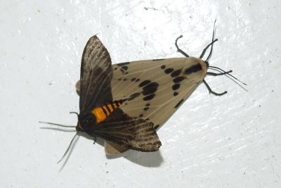 陽污燈蛾 Amsactoides solitaria 交尾中個體