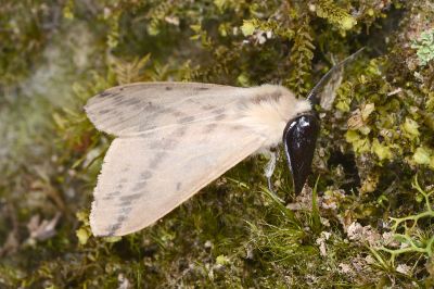 褐污橙燈蛾 Lemyra fallaciosa 雄蟲