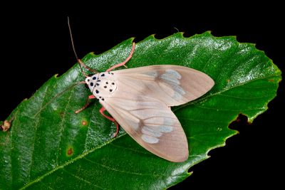閃光玫燈蛾 Amerila astrea 雌蟲
