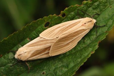 褐污燈蛾 Spilarctia contaminata 交尾中個體