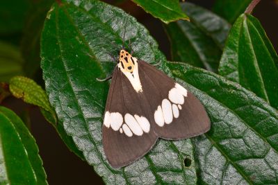 五斑蝶燈蛾 Nyctemera lacticinia 雌蟲