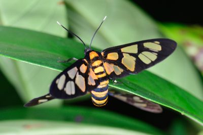 黃窗鹿蛾 Amata flava 雌蟲