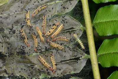 臺灣望橙燈蛾 Lemyra nigricosta
