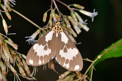 後凸蝶燈蛾 Nyctemera carissima formosana 雄蟲