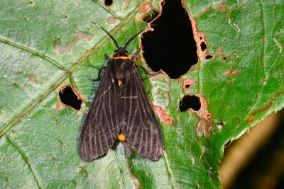 陽污燈蛾 Amsactoides solitaria 雄蟲