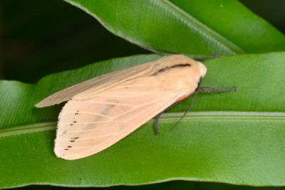 赤腹污燈蛾 Spilarctia taiwanensis 雄蟲