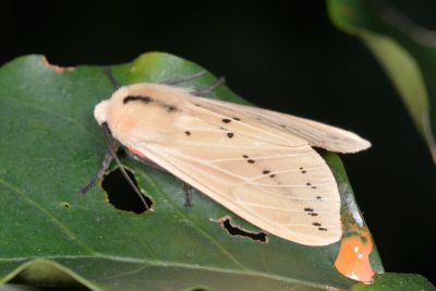 赤腹污燈蛾 Spilarctia taiwanensis 雄蟲