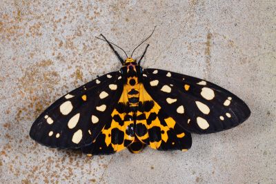 大麗燈蛾 Aglaomorpha histrio formosana 雌蟲