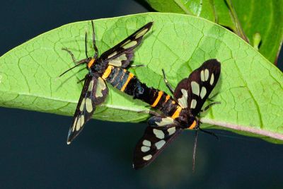 黃頸鹿蛾 Amata edwardsii 交尾中個體
