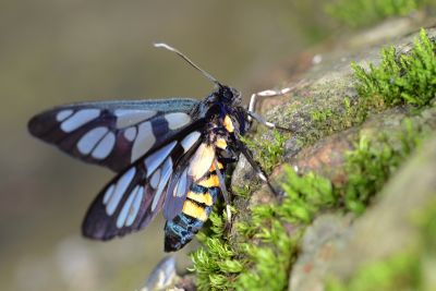 廣鹿蛾 Amata perixanthia 雌蟲