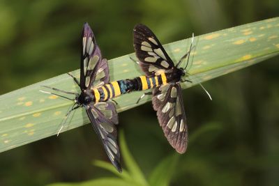 三環小斑鹿蛾 Amata nigrifrons 交尾中個體