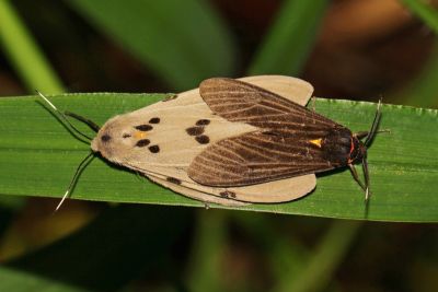 陽污燈蛾 Amsactoides solitaria 交尾中個體